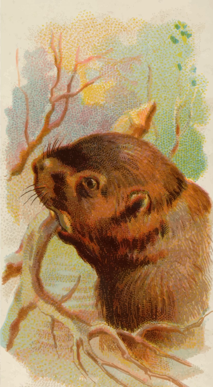 Metropolitan Museum Of Art Beaver Allen & Ginter Bear Wildlife - Wombat Transparent PNG