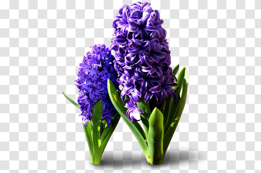 Hyacinthus Orientalis Cut Flowers Clip Art - Hyacinth - Flowerpot Transparent PNG