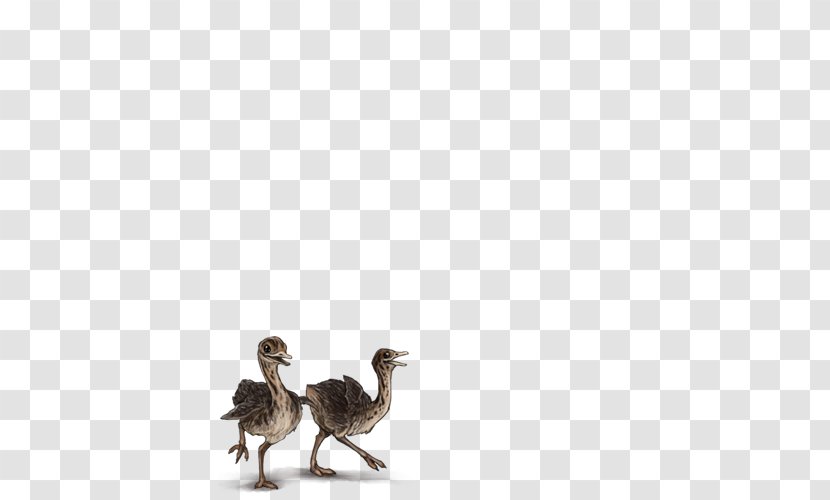 Duck Water Bird Chicken Flightless - Fauna - Ostrich Transparent PNG