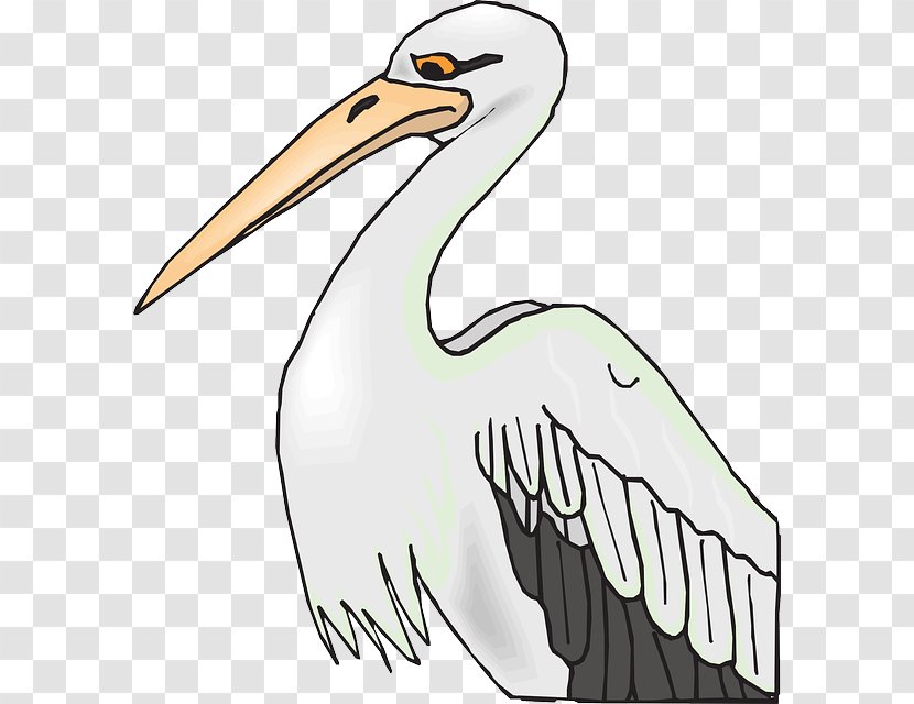 Bird Brown Pelican American White Coloring Book Clip Art - Ciconiiformes Transparent PNG