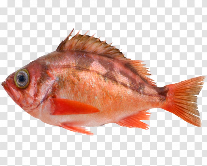 Northern Red Snapper Fish Products Seabream Tilapia 09777 - Organism - Maruko Transparent PNG
