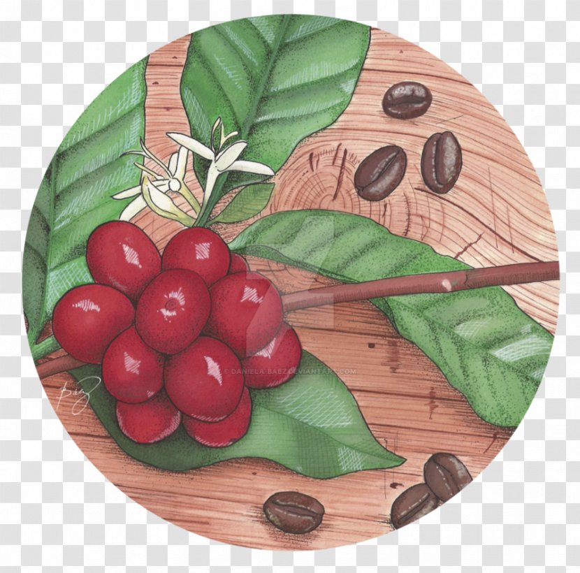 Cranberry Arabica Coffee Art Deco - Fruit - Seed Transparent PNG