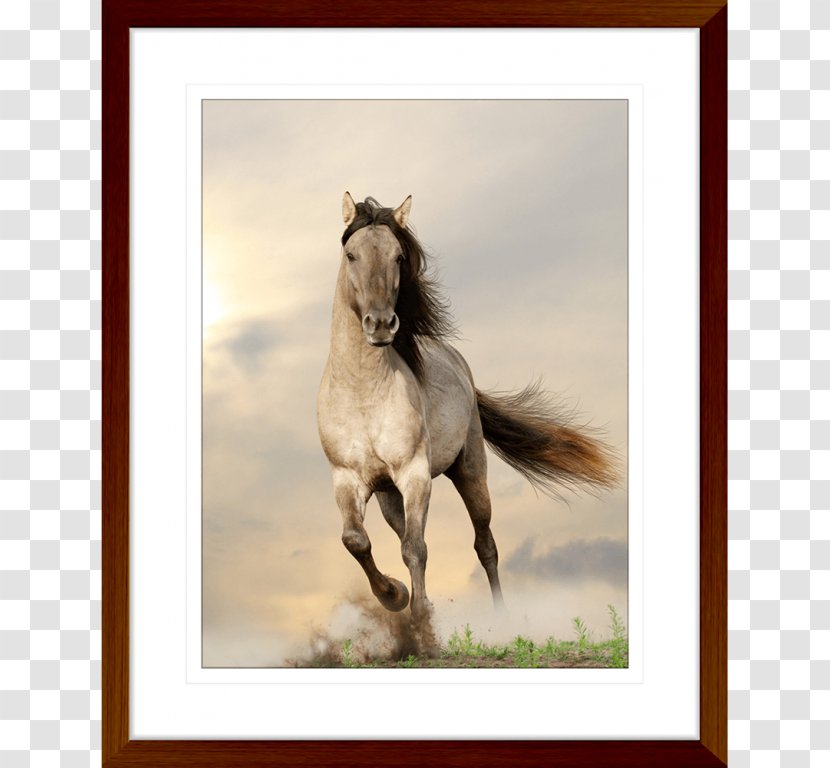 Horse Paper Stallion Tarpan Photography Transparent PNG