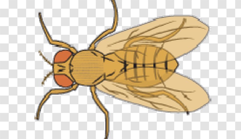 Clip Art Common Fruit Fly Illustration Vector Graphics - House - Cartoon Transparent PNG