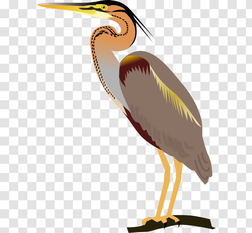 Beak Bird Purple Heron Western Swamphen Great Blue - Organism Transparent PNG