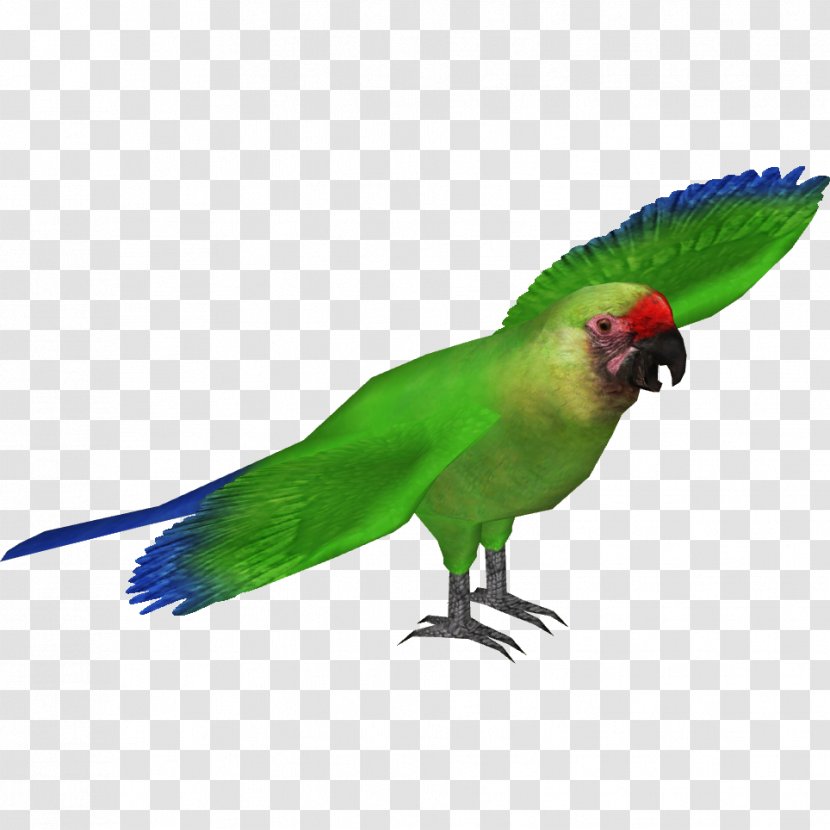 Military Macaw Parrot Blue-headed Scarlet - Martinique Transparent PNG