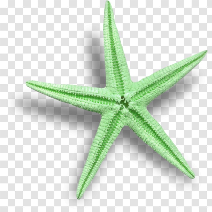 Starfish Clip Art - Sea Transparent PNG