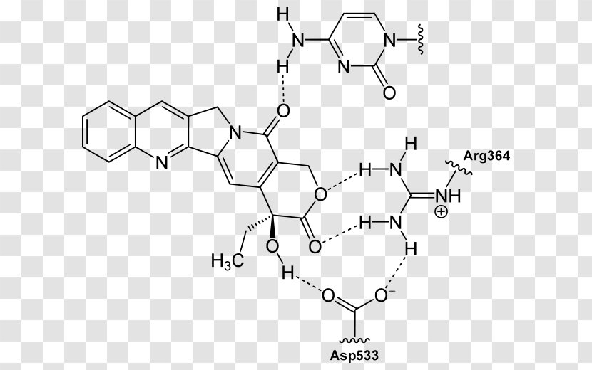 Camptothecin Structure Quinoline Alkaloid Chemistry - Tree - BINDING Transparent PNG