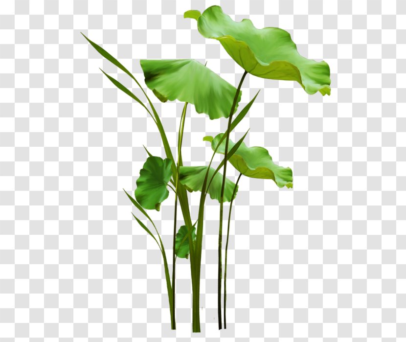 Cut Flowers Leaf Vegetable Flowerpot Plant Stem Transparent PNG