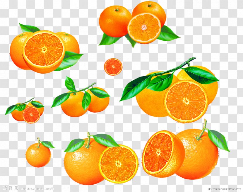 Mandarin Orange Fruit Bergamot - Rangpur - Cartoon Transparent PNG