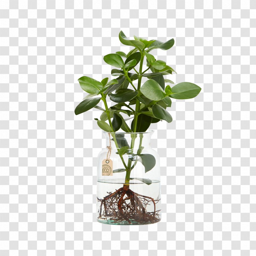 Flowerpot Clusia Rosea Embryophyta Swiss Cheese Plant Aquatic Plants - Water Transparent PNG
