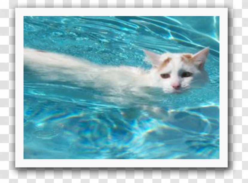 Turkish Van Angora Cat Siamese - Swimming Pool - Kitten Transparent PNG