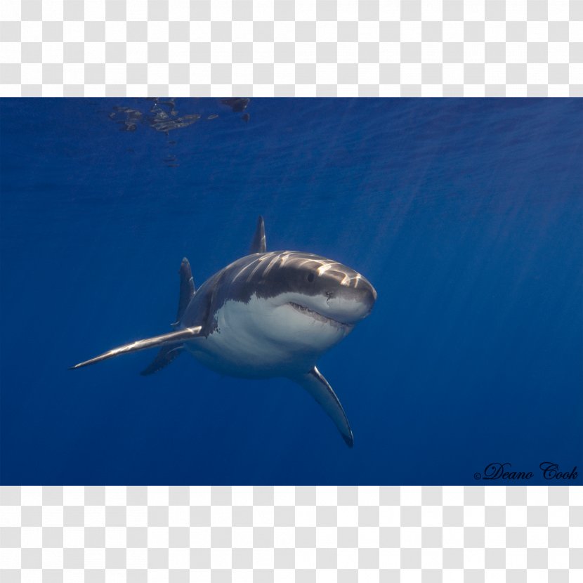 Great White Shark Requiem Lamnidae Tiger Chondrichthyes - Organism - Cam Newton Transparent PNG