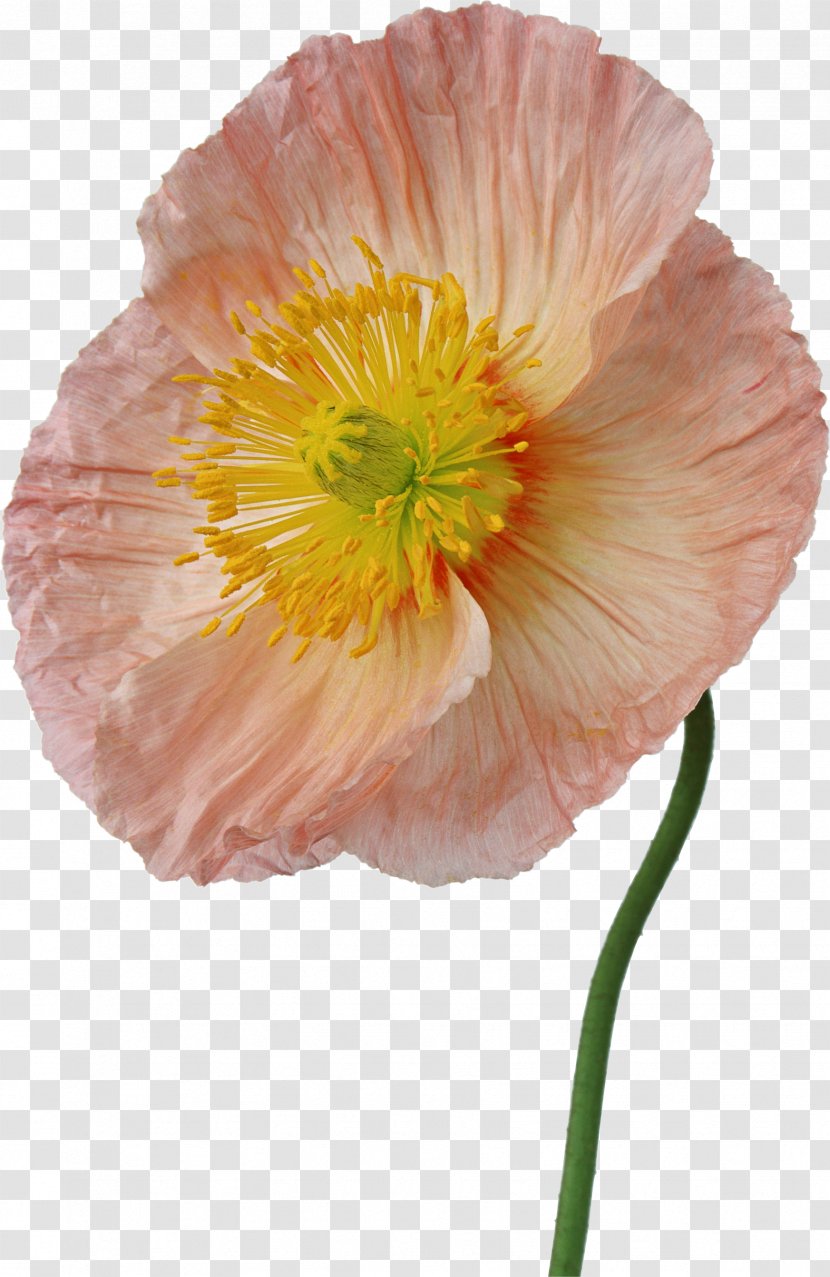 Flower Photography Painting - Flowering Plant - Poppy Transparent PNG