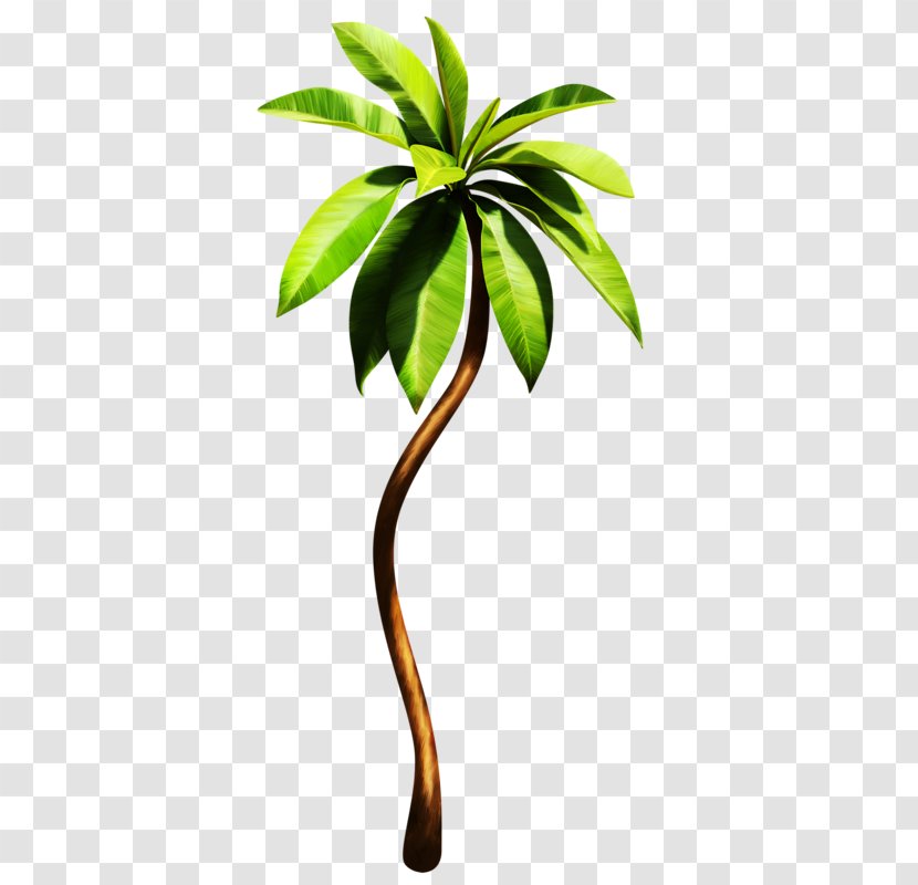 Arecaceae Plant Tropics Euclidean Vector - Green Tropical Plants Transparent PNG