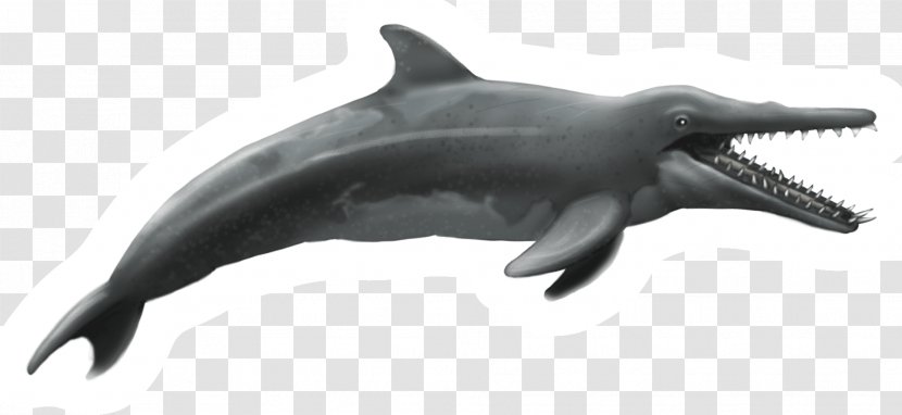 New Zealand Rough-toothed Dolphin Shark Common Bottlenose Tucuxi - Mammal - Chalk Transparent PNG
