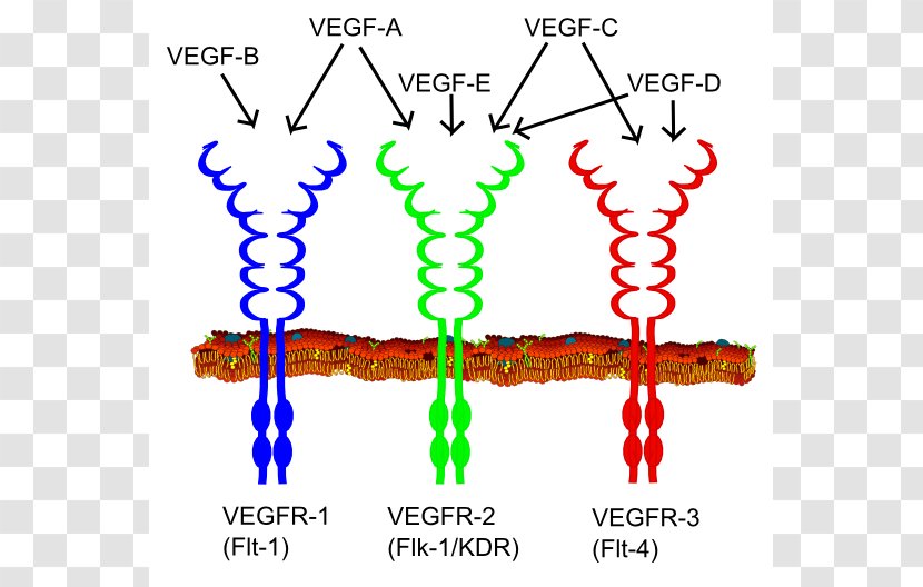 Vascular Endothelial Growth Factor VEGF Receptor Tyrosine Kinase Angiogenesis - Endothelium - Macrophage Cliparts Transparent PNG