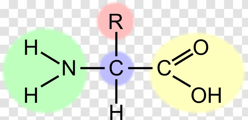 Essential Amino Acid Clip Art - Number Transparent PNG