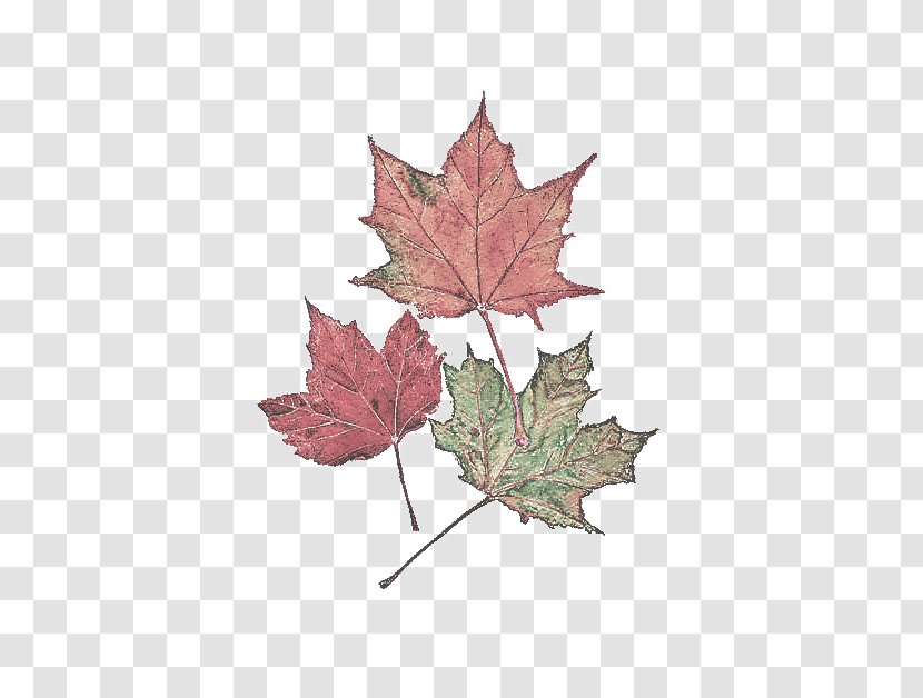 Maple Leaf - Flower Transparent PNG