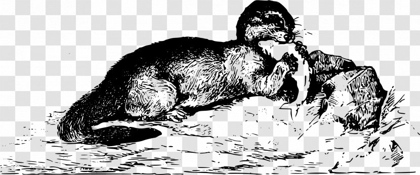 Cat Dog Drawing Homo Sapiens Mammal - Frame - Otter Transparent PNG