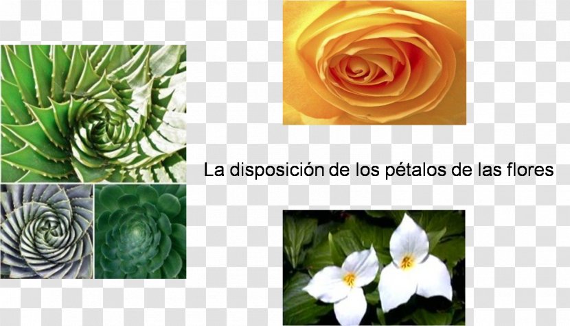 Floral Design Petal Golden Ratio Spiral Flower - Rose Family Transparent PNG