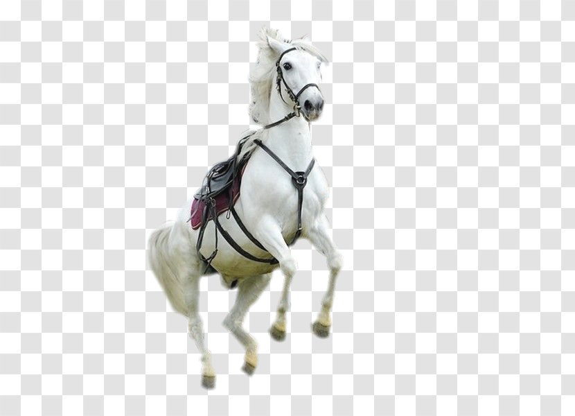 Mustang Bridle Stallion Mare Rein Transparent PNG