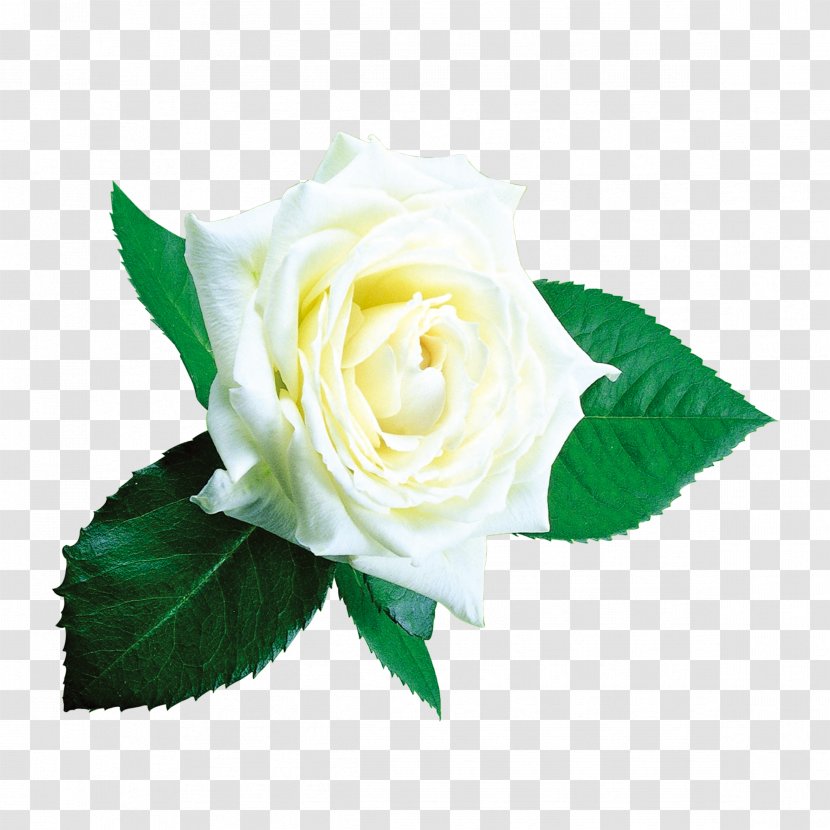 Beach Rose Garden Roses Flower Centifolia - White Transparent PNG