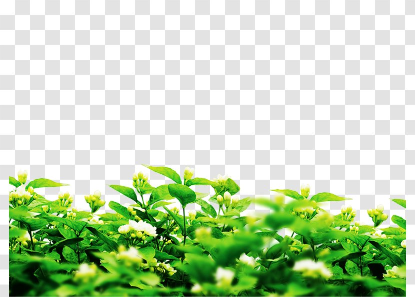 Microsoft PowerPoint Image File Formats Plants - Spring Planting Green Transparent PNG