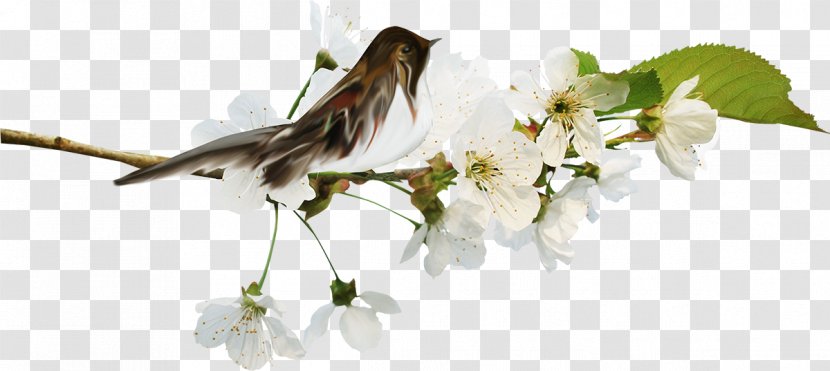 Flower Clip Art - Digital Image Transparent PNG