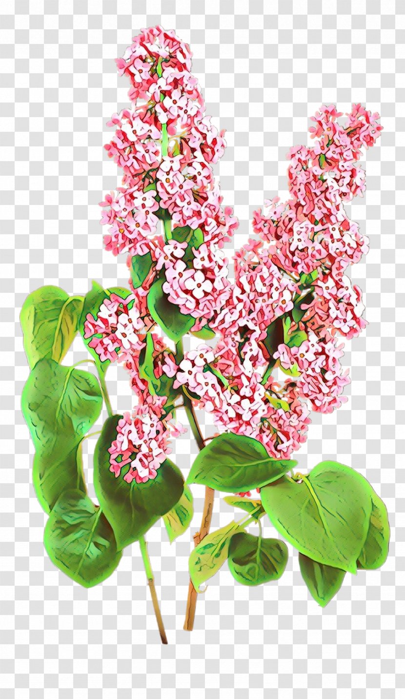 Flower Plant Flowering Branch Smartweed-buckwheat Family - Blossom Smartweedbuckwheat Transparent PNG