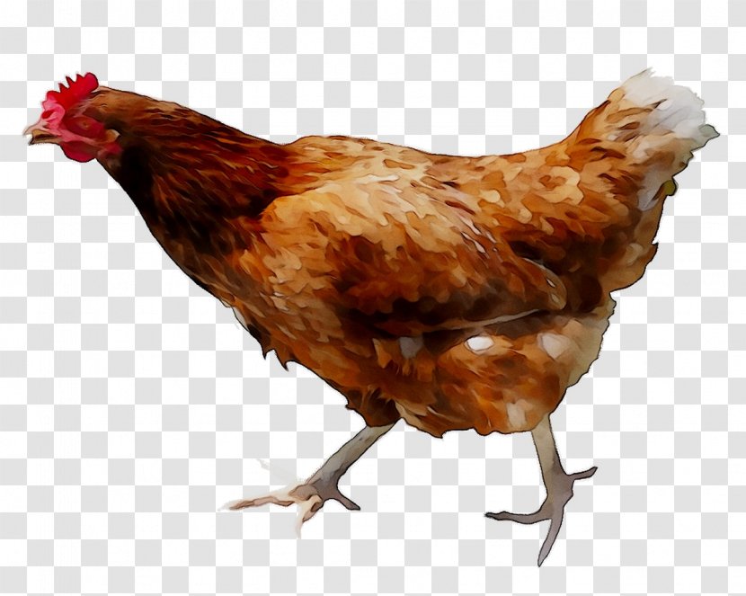 Chicken Food Egg Poultry Free Range - Coop Transparent PNG