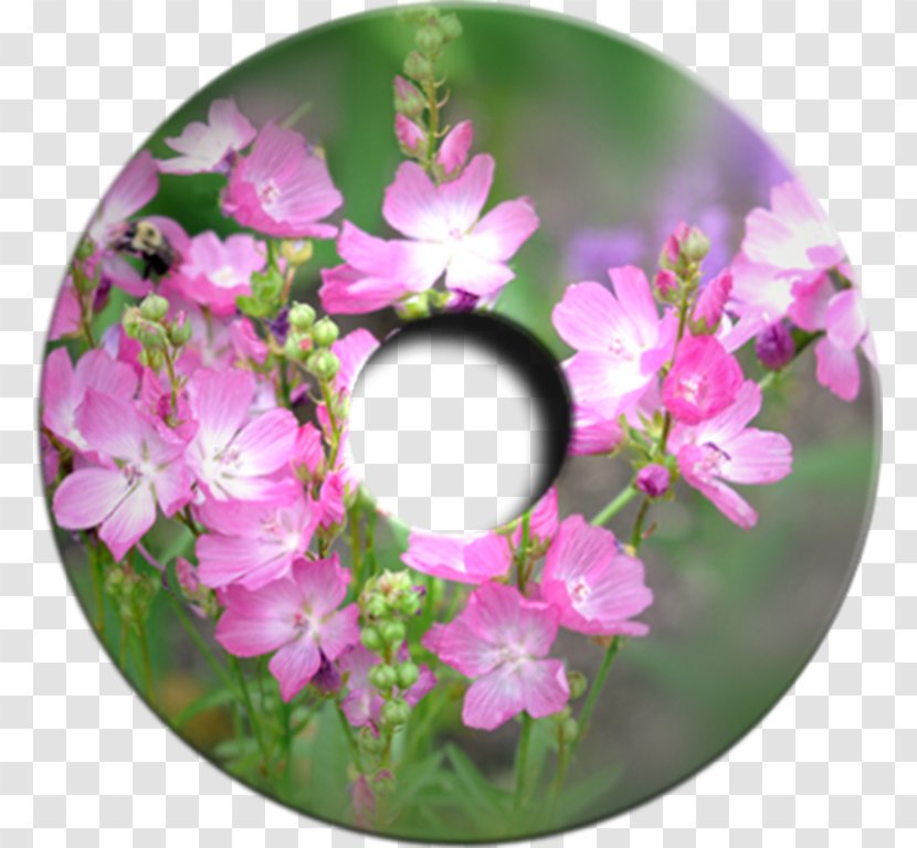 Desktop Wallpaper Metaphor Flower Petal Garden Roses - Blume Transparent PNG