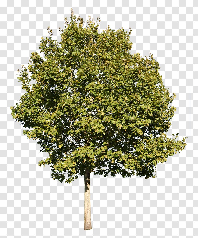 Oak Tree - Cottonwood - California Live Maple Transparent PNG