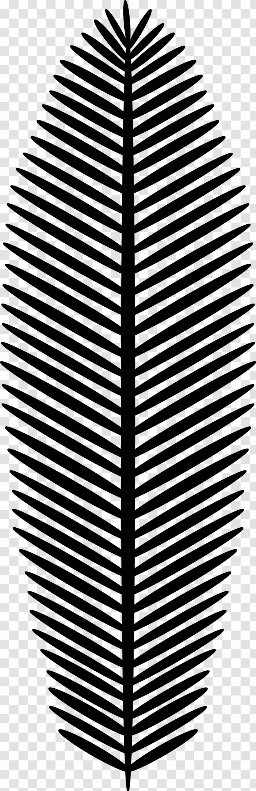 Leaf Arecaceae Diorama - Symmetry - Palm Leaves Transparent PNG