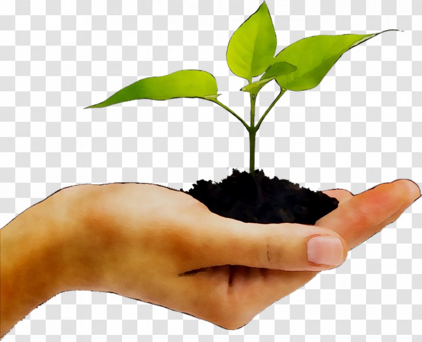 Plants Stock Photography Hand Seedling Stock.xchng - Royaltyfree Transparent PNG