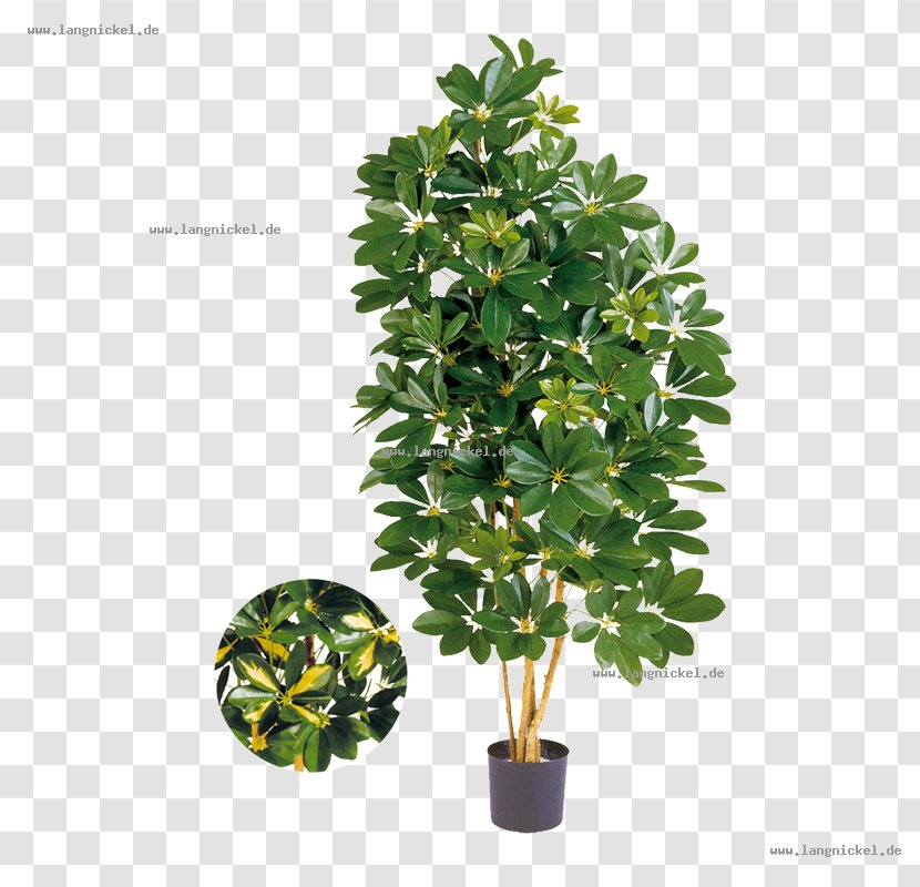 Dwarf Umbrella Tree Schefflera Actinophylla Green Flowerpot Transparent PNG