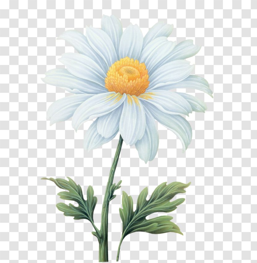 Common Daisy Flower Transvaal - Petal - Watercolor Flowers Transparent PNG