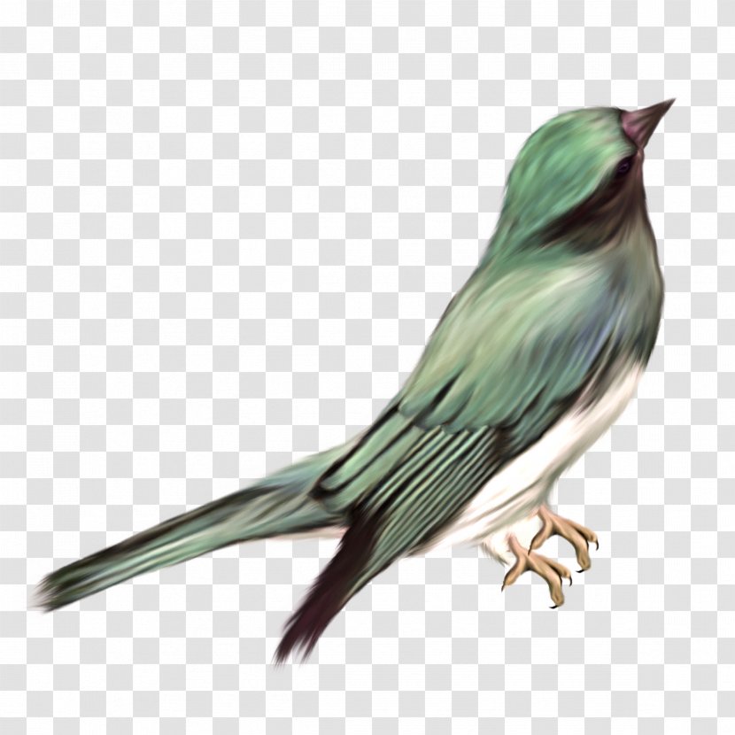 Bird - Perching - Hummingbird Transparent PNG