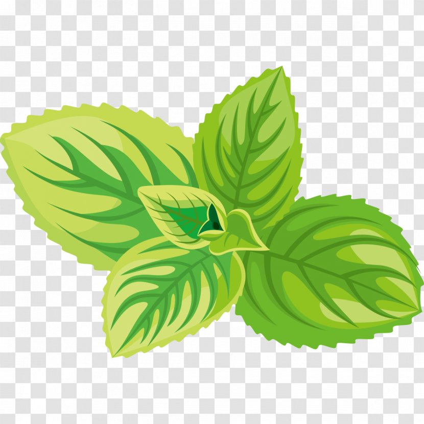 Herb Sticker Label - Cosmetics - Green Mint Leaf Graphics Transparent PNG
