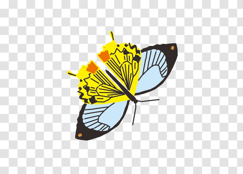 Butterfly Drawing - Membrane Winged Insect - Cartoon Transparent PNG