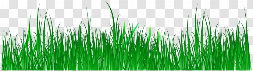 Wheatgrass Green Commodity Computer Wallpaper - Grasses - Vector Spring Meadow Creative Panels Transparent PNG