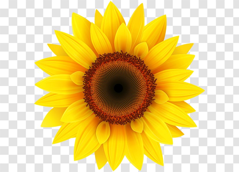 Common Sunflower Clip Art - Yellow - Close Up Transparent PNG