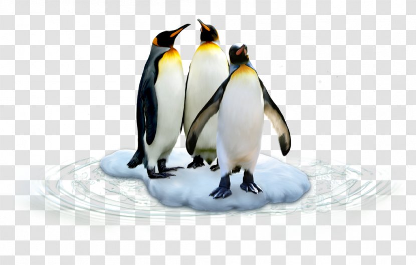 King Penguin Polar Regions Of Earth Antarctic - Fauna - Emperor Penguins On Ice Transparent PNG