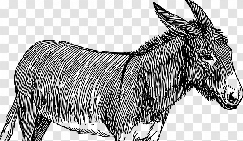 Donkey Drawing Mule Photography Sketch Transparent PNG