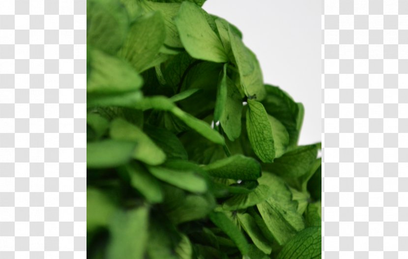 Spinach Herb - Natural Greenery Transparent PNG