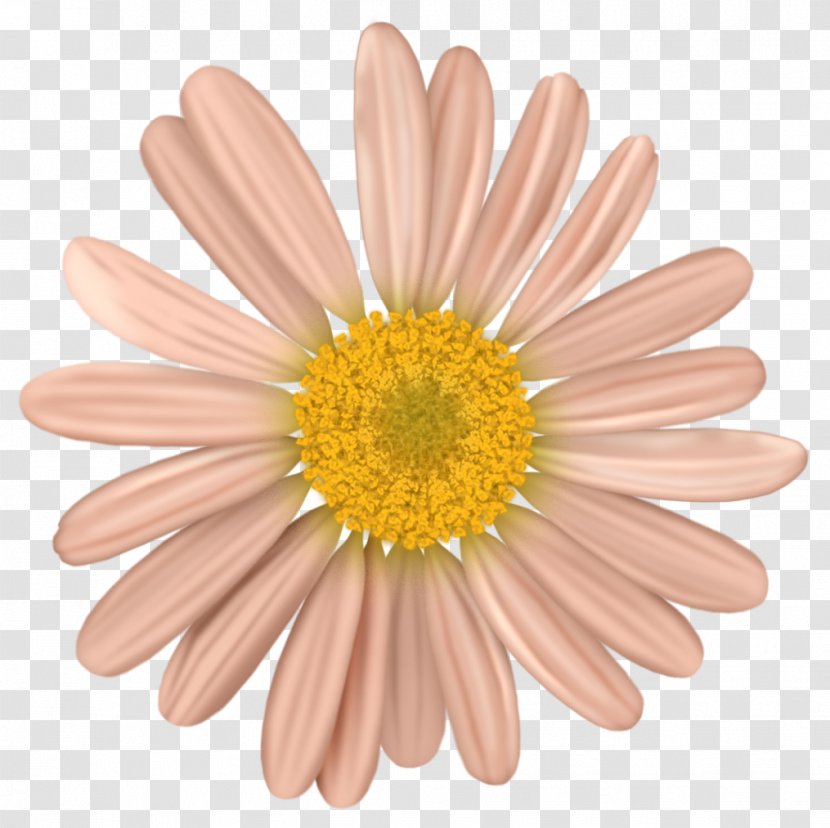 Common Daisy Cut Flowers Clip Art - Pink - Flower Transparent PNG