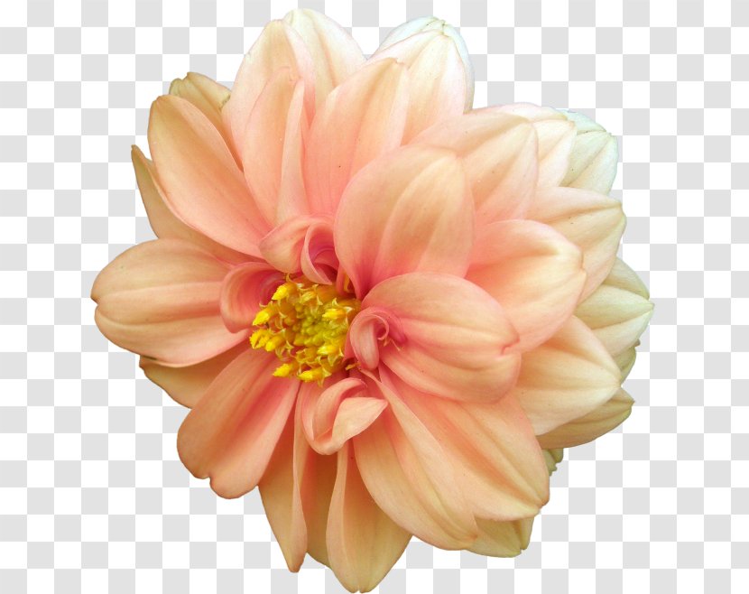 Dahlia Desktop Wallpaper Flower Metaphor Clip Art - Environment Transparent PNG