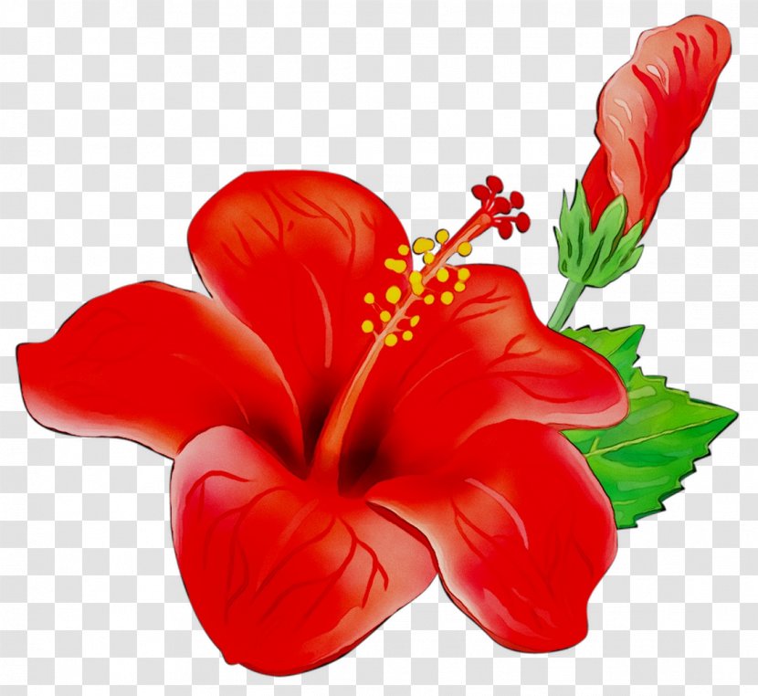 Clip Art Teacher Education School - Anthurium - Professor Transparent PNG