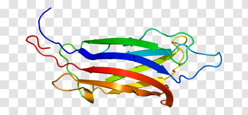 Myoferlin Protein Dysferlin Gene Arabic Wikipedia - Silhouette - Vascular Endothelial Cells Transparent PNG