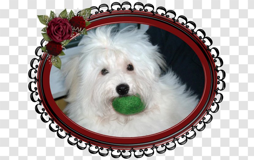 Maltese Dog Havanese Coton De Tulear Schnoodle West Highland White Terrier - Toliara - Puppy Transparent PNG